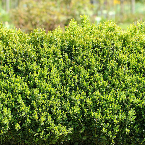 Boxwood Turning Yellow: Causes, Fixes & Prevention