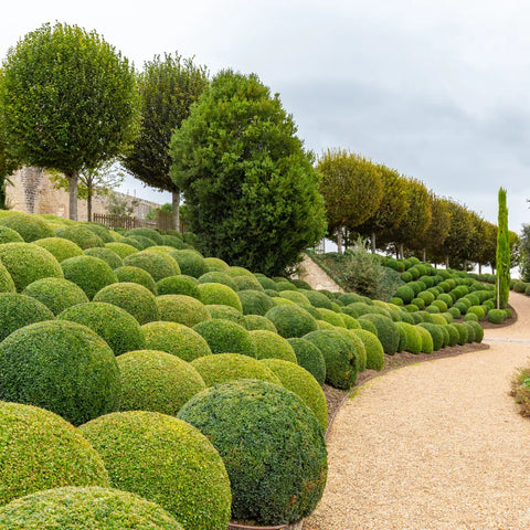 Best Boxwood Shrubs for Hedges: Wintergreen, Green Mountain, Winter Gem & Better Boxwood