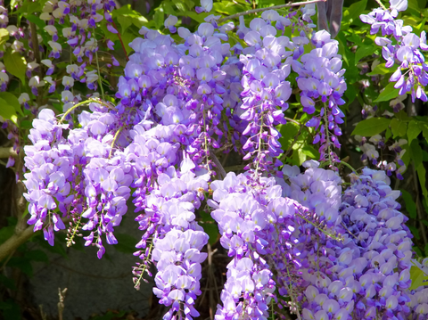 Wisteria on Trellises, Fences & Pergolas - Simply Trees