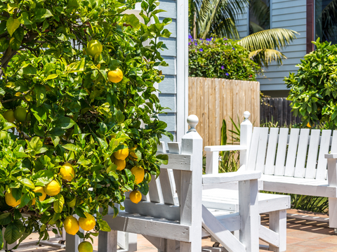 Choosing the Best Patio Plants - Simply Trees