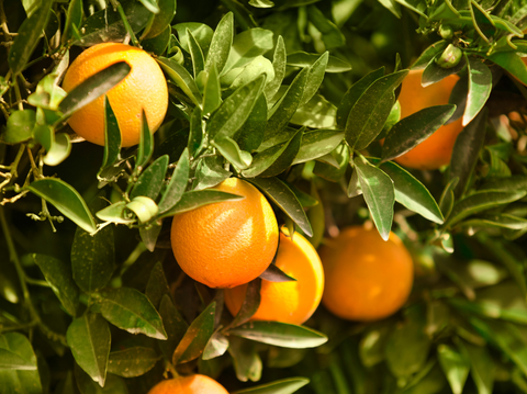 Citrus Fertilizer: Key to Healthy Trees - Simply Trees