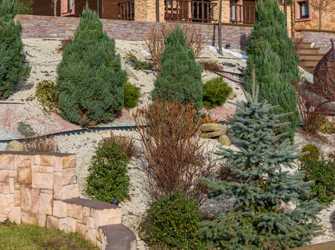 Evergreens for Small Yards – Best Spruce, Cedar & Shrubs | Simply Trees