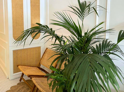 Indoor Tropical House Plant Guide: Best Tips for Your Home