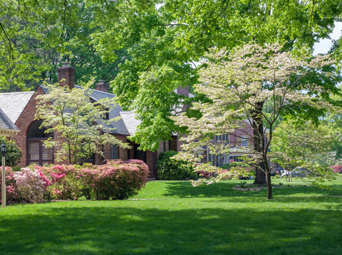 Instant Landscape Improvement with Top Trees - Simply Trees