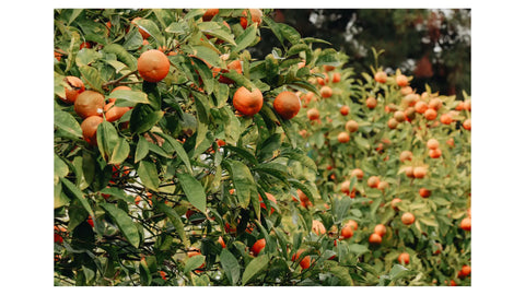 Zone 6 Fruit Trees: Best Cold-Hardy Picks for Your Yard