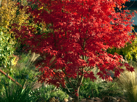 Japanese Maples for Stunning Gardens - Simply Trees