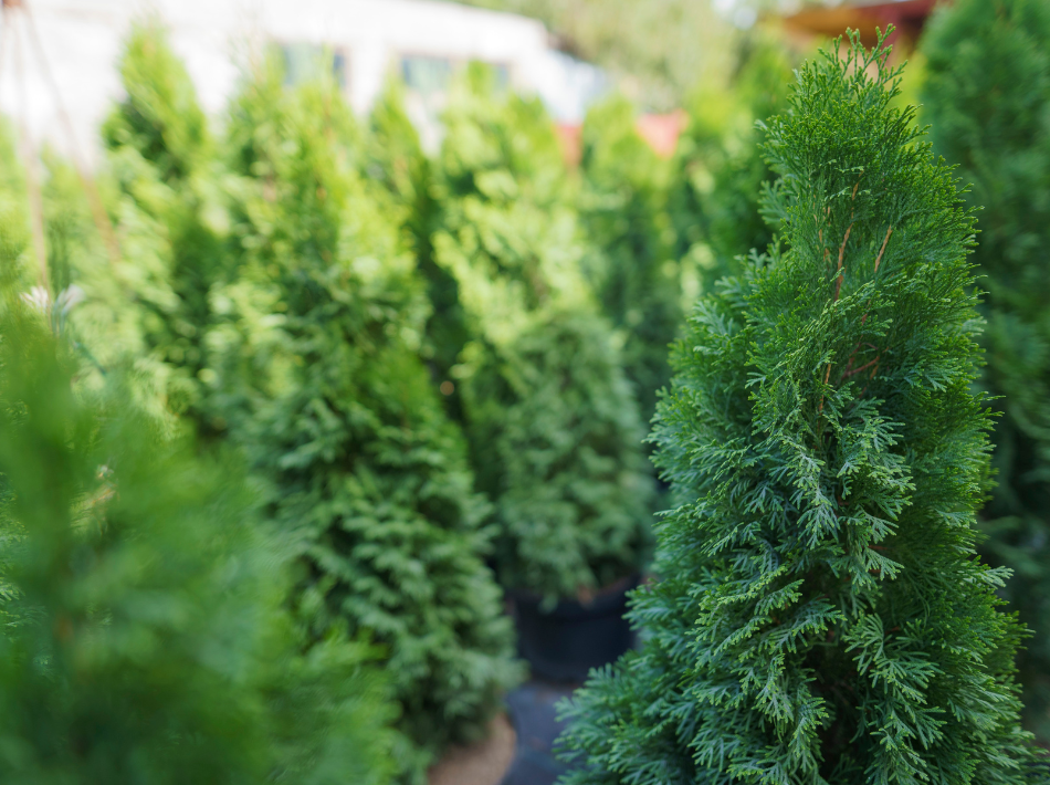 Eb Tree Transform Your Garden with Arborvitae Trees - Simply Trees