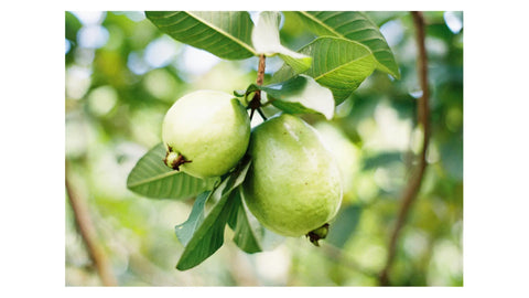 Zone 10 Fruit Trees: Best Tropical & Citrus Picks for Warm Climates