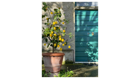 Best Soil for Citrus Trees in Pots: What to Use for Healthy Container Citrus