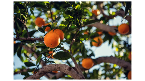 Small Fruit Trees: Best Compact Fruit Trees for Yards, Patios & Containers