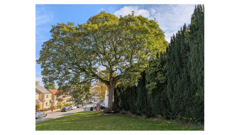 Fast-Growing Evergreen Trees for Privacy: Best Options That Stay Green Year-Round