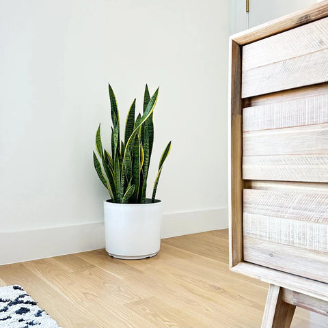 Air Purifying House Plants