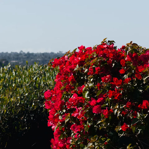 Winter Sale - Simply Trees