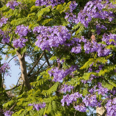California Native & Drought-Tolerant Plants for Low-Water Landscapes