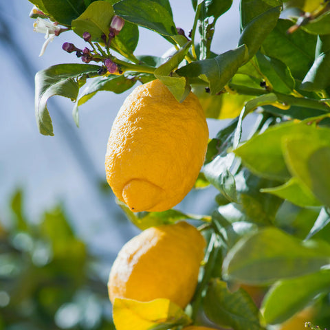 Citrus Trees for Sale