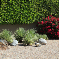 Drought Tolerant Plants