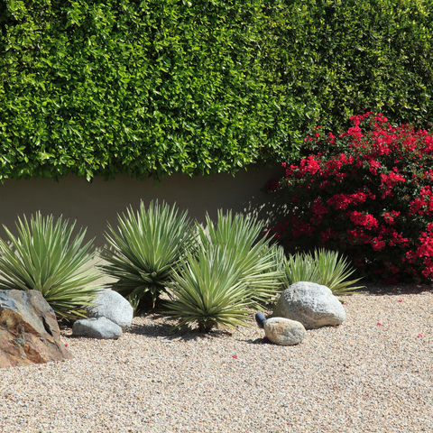 Drought Tolerant