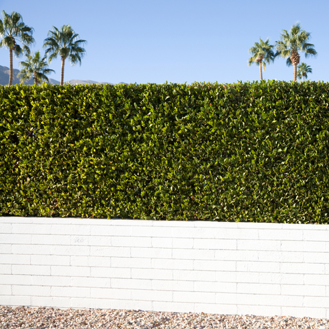 Privacy Hedges