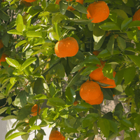 Fruit & Citrus Trees and Shrubs
