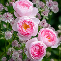 David Austin®  Roses