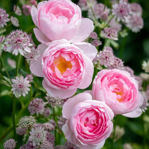 David Austin®  Roses