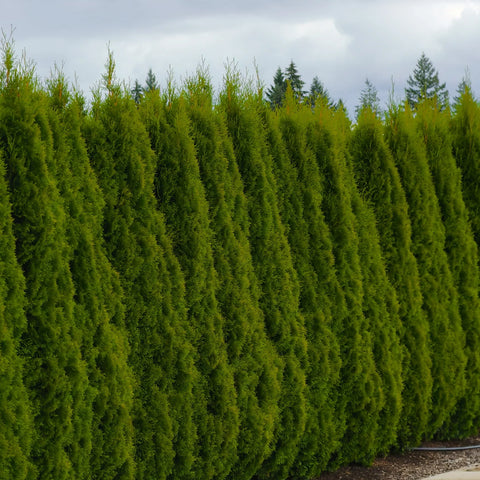 Privacy Trees