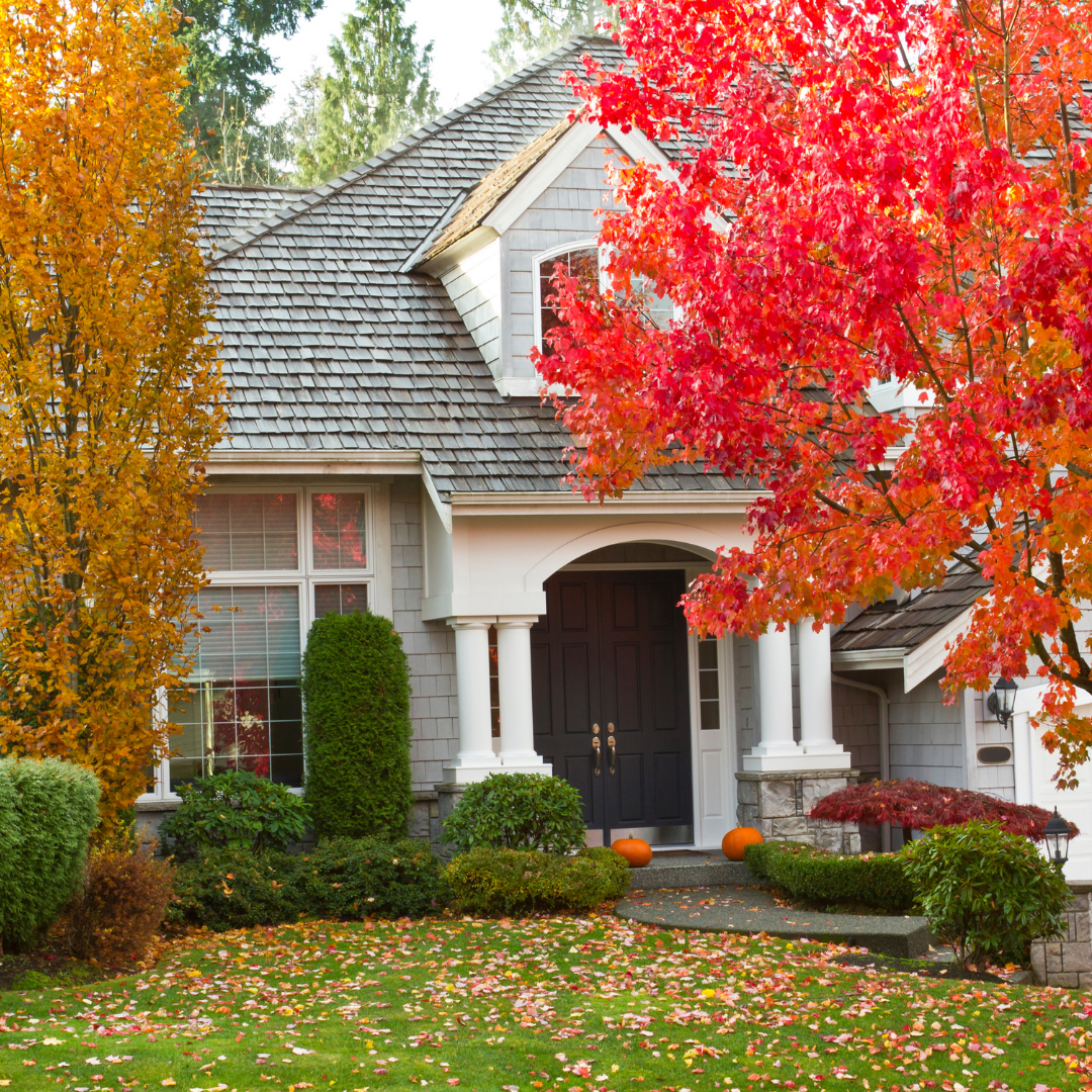 Buy Deciduous Trees Online | Fall Color & Shade Trees Shipped ...