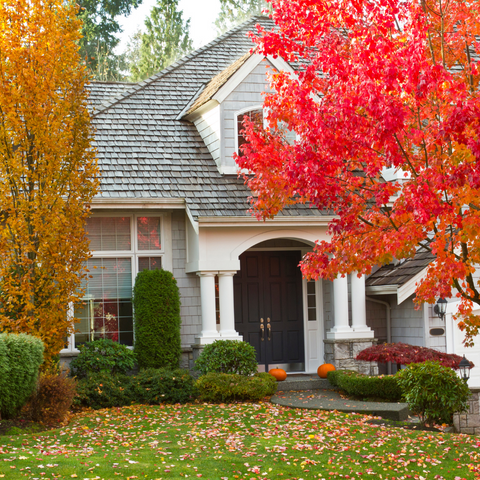 Deciduous Trees