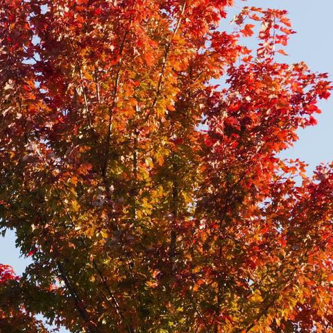 Fall Trees & Shrubs for Planting | Simply Trees Fall Favorites