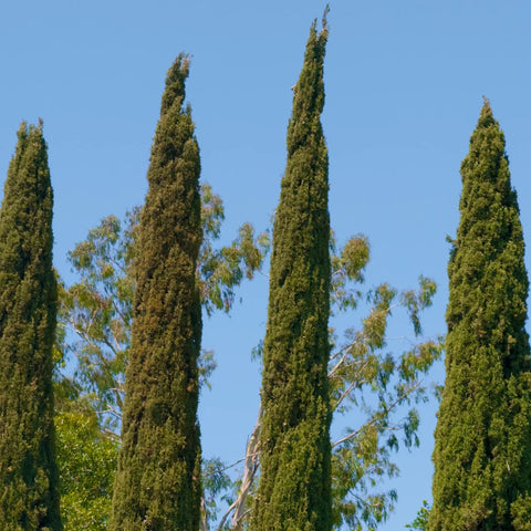 Fast Growing Privacy Trees and Shrubs | Italian Cypress Fast Growing Tree