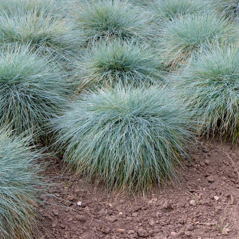 Groundcovers - Simply Trees