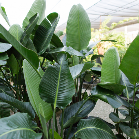 Large House Plants