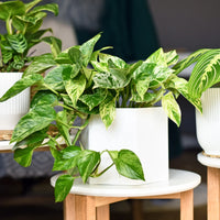 Low Maintenance House Plants