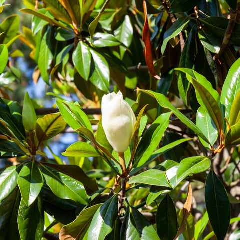 Magnolia Trees