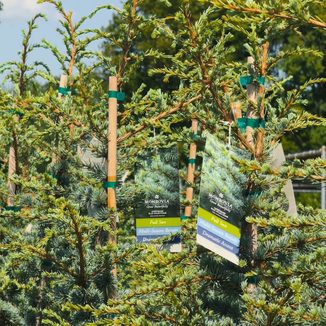 Shop Monrovia Plants Online – Premium Trees & Shrubs | Simply Trees
