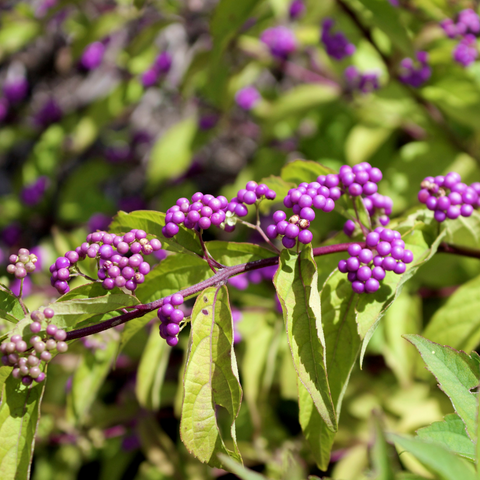 Native Plants