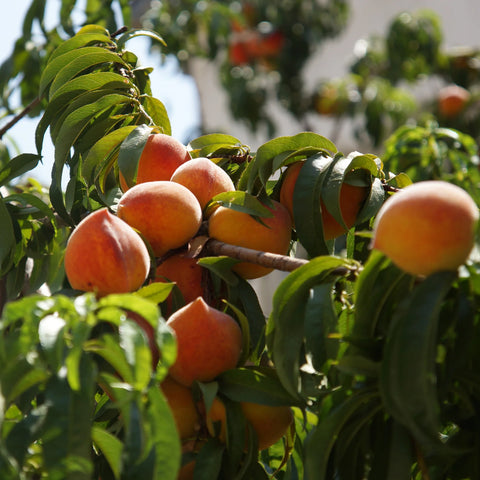 Orchard Fruit Trees for Sale