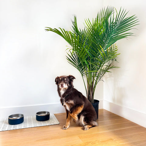 Pet Friendly House Plants