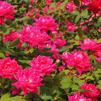 Roses