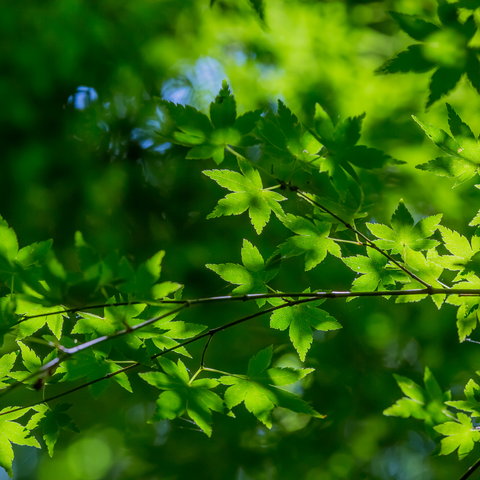 Shade Trees