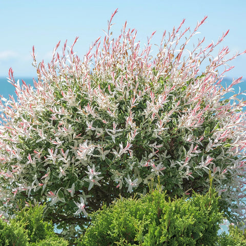 Shrubs & Hedges - Simply Trees