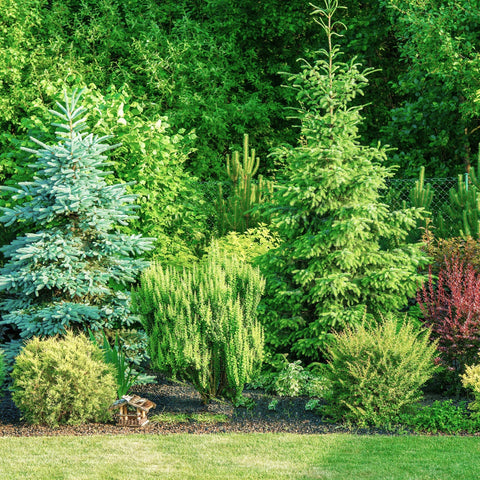 Spruce Trees
