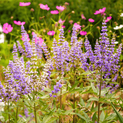 Texas Native & Drought-Tolerant Plants for Your Landscape