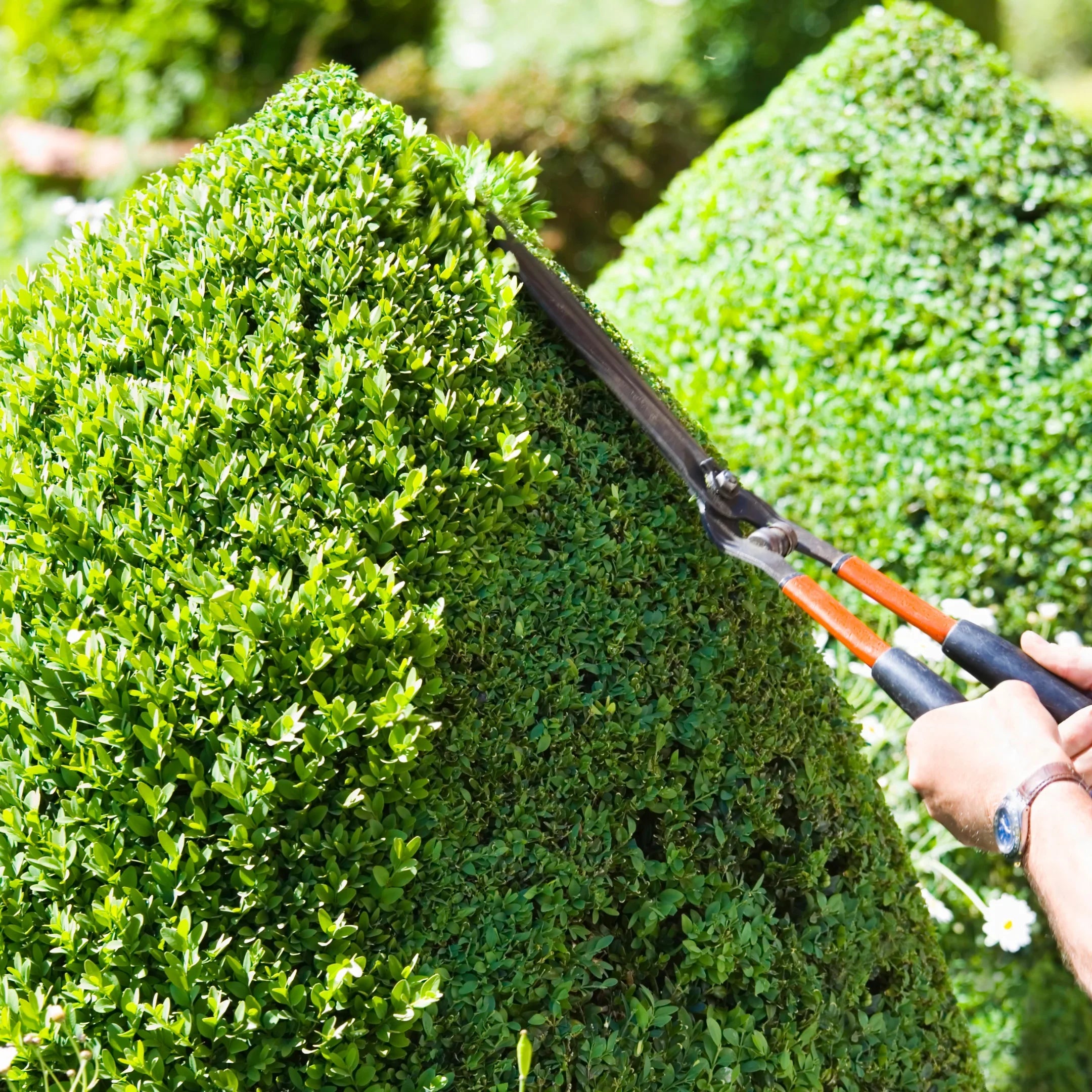 Live Topiary Trees & Shrubs for Sculpted Gardens – Simply Trees