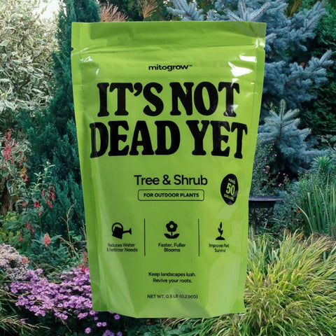 Plant Care & Treatments