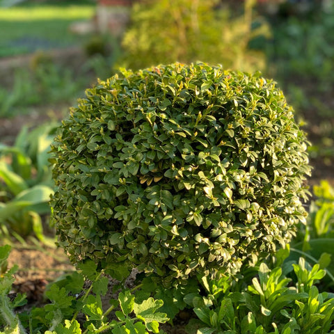 Boxwood Evergreen Shrub