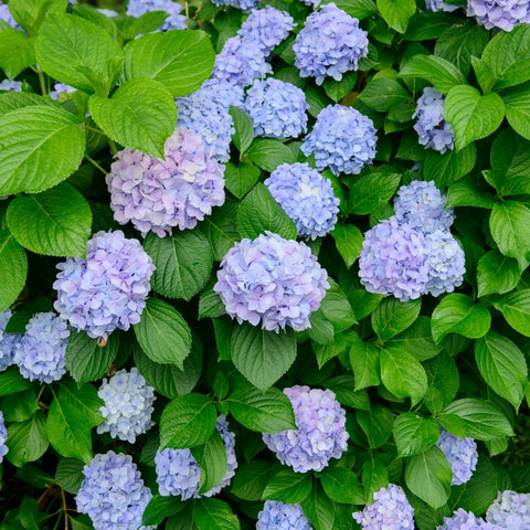 Hydrangeas - Simply Trees