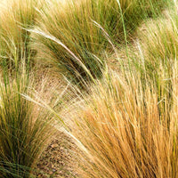 Ornamental Grasses