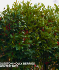Eagleston Holly Tree with berries