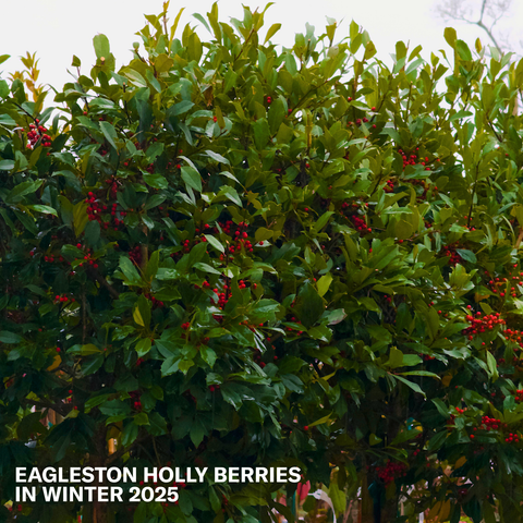 Eagleston Holly Tree with berries